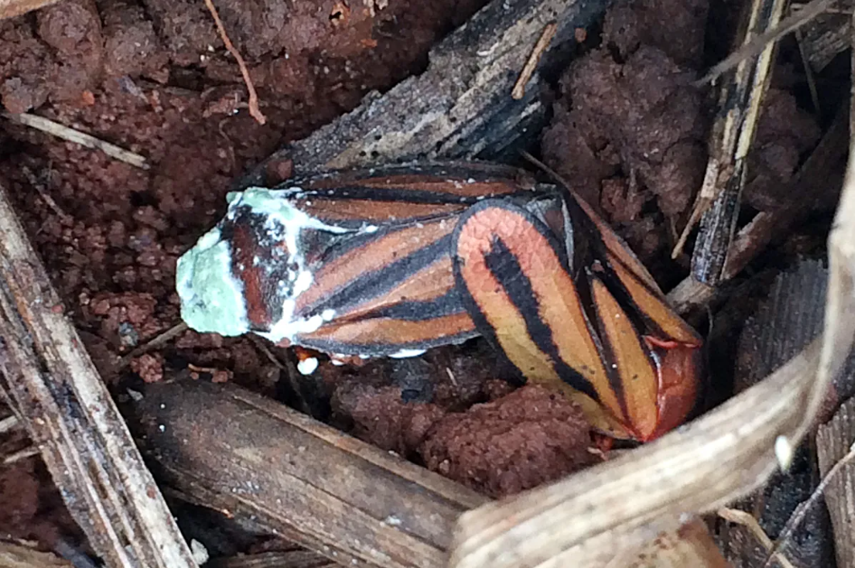 Metarhizium anisopliae
