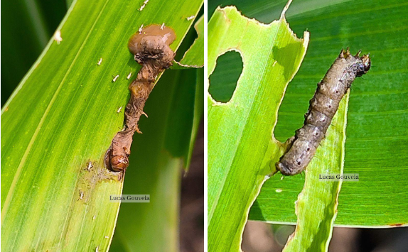 Lagartas de Spodoptera frugiperda sete dias após aplicação do baculovírus em São Desidério