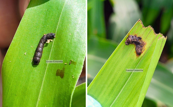 Aspectos morfológicos pós-infecção viral em Spodoptera frugiperda: fragilidade do tegumento e fixação ao tecido vegetal