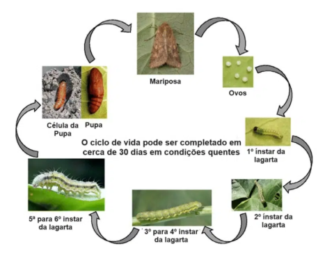 Ciclo biológico de Helicoverpa armigera