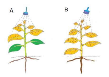 Comparação da mobilidade e translocação entre herbicida de contato (A) e herbicida sistêmico (B) nos tecidos vegetais.