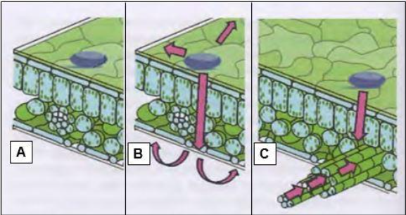 Padrões de translocação de fungicidas em tecidos vegetais.