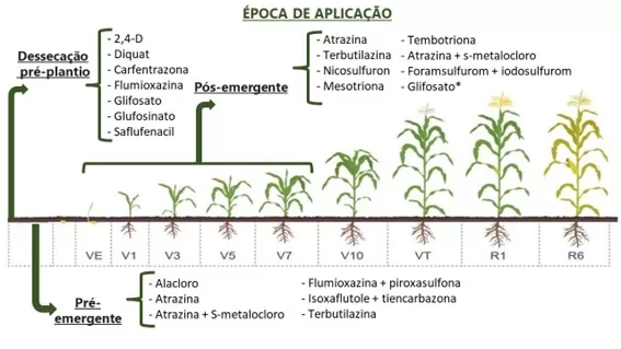 Posicionamento de herbicidas na cultura do milho em diferentes janelas de aplicação ao longo do ciclo.