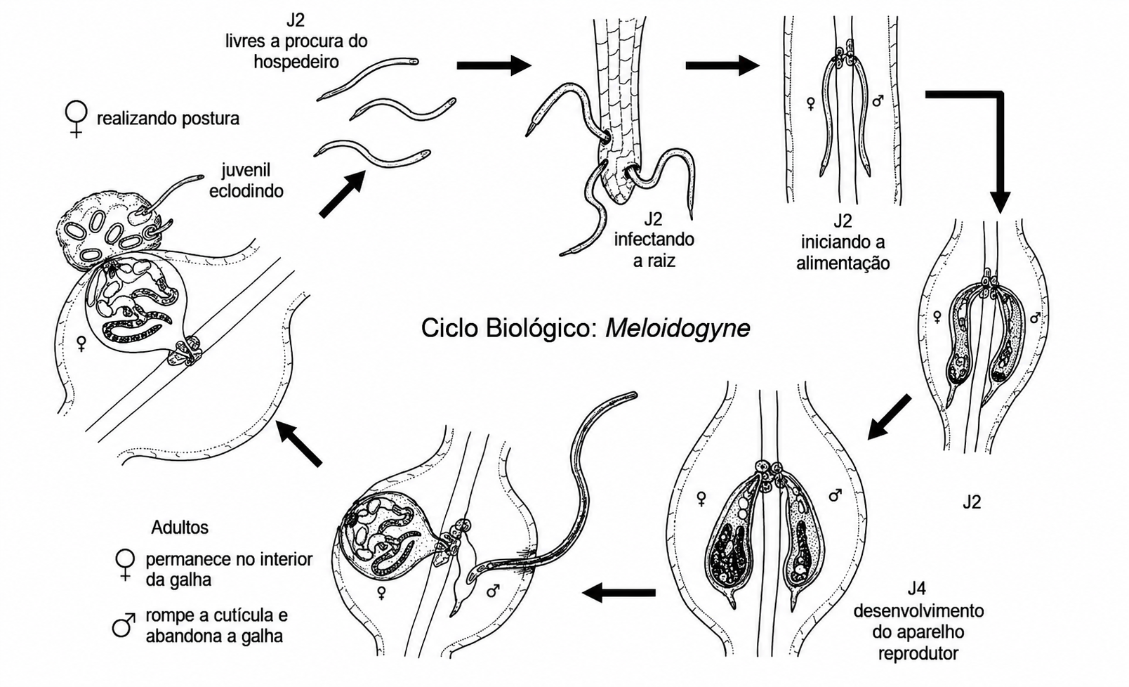 Ciclo biológico de Meloidogyne spp. ilustrando as fases de desenvolvimento do nematoide das galhas e o parasitismo endorradicular.