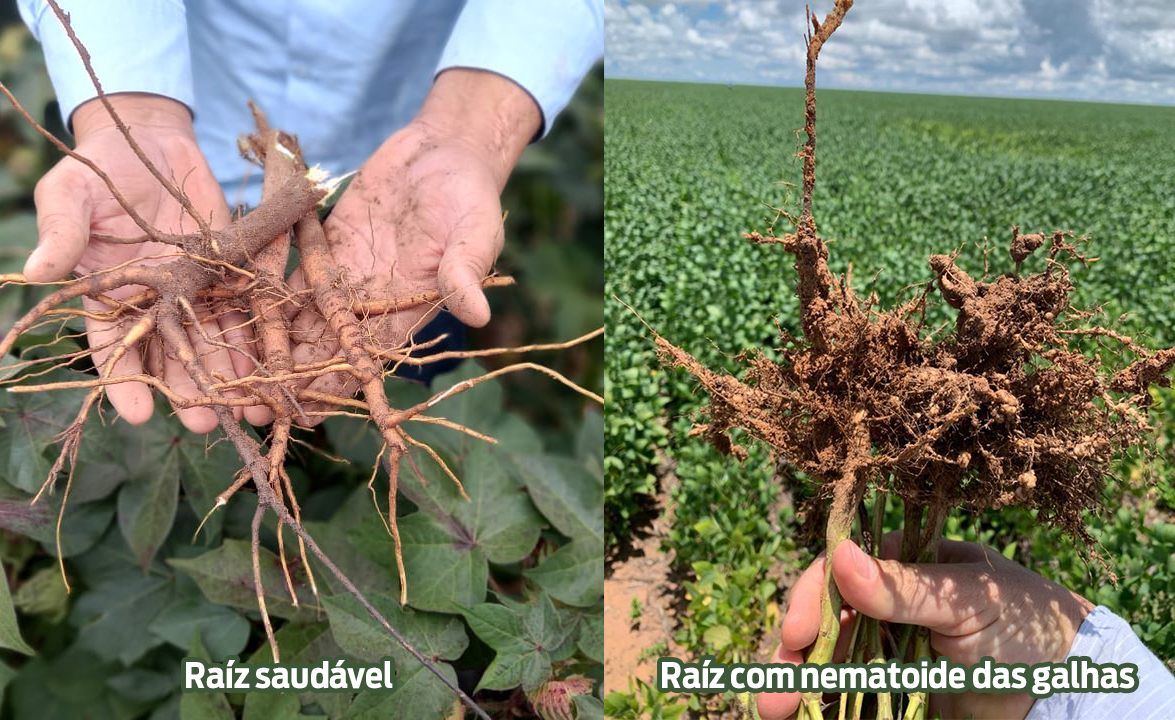 Comparação entre sistema radicular saudável e raízes de algodão infectadas por Meloidogyne spp., com formação de galhas e comprometimento da absorção hídrica e nutricional